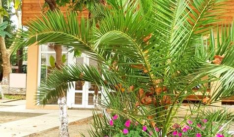 База отдыха "Олеся", Сочи, Лазаревское