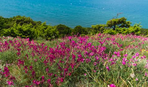 Анапа, п. Сукко