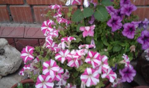 Золотая рыбка