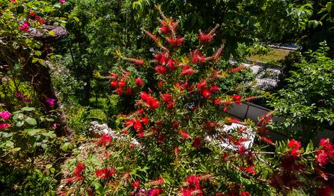 Гостевой дом Аэлита. Сочи, Адлерский район