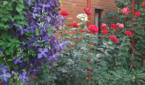 Золотая рыбка