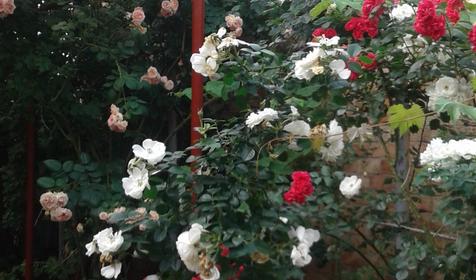 Золотая рыбка