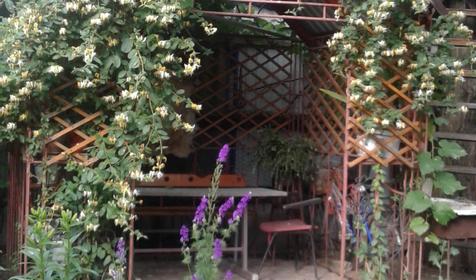 Золотая рыбка