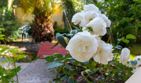 Частная гостиница Lazur Guest House (Lazur Guest House (Лазурь)), Сочи, Адлер