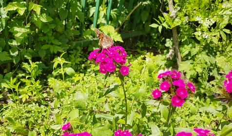 Гостевой дом Малая Лаба