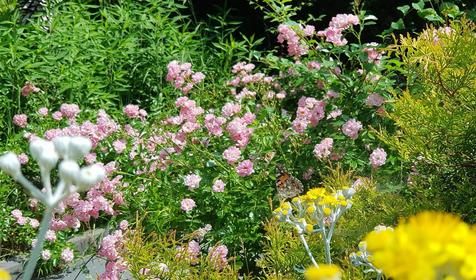Пансионат Химик, Туапсинский район, п. Новомихайловский