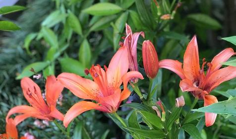 На переулке Изумрудном