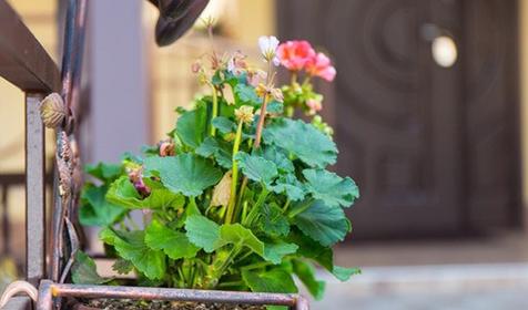 Частная гостиница Бриз-Адлер. Сочи, Адлер