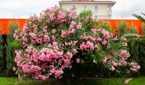 Адлерский район, Сочи