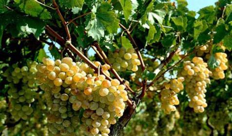 Южная Винная Компания