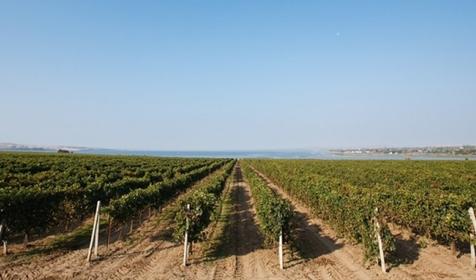 Южная Винная Компания