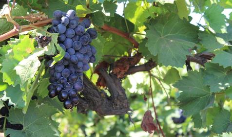 Центр винного туризма Южная Винная Компания