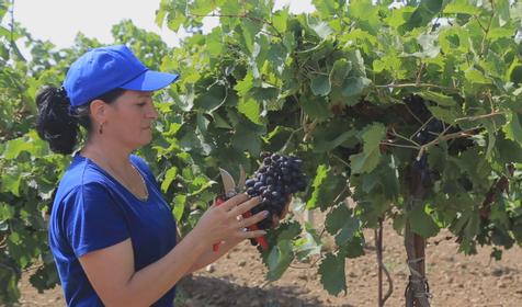 Центр винного туризма Южная Винная Компания