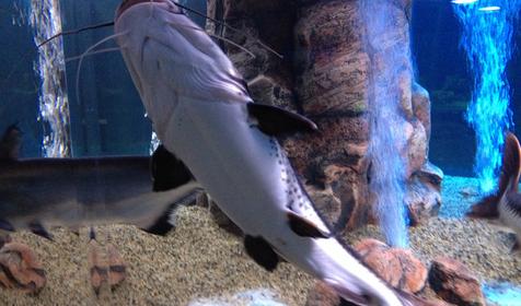 Океанариум. Геленджик, Архипо-Осиповка