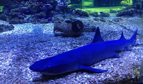 Океанариум. Геленджик, Архипо-Осиповка