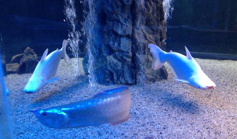 Океанариум. Геленджик, Архипо-Осиповка