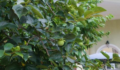 Частный дом "Дом у Моря", Адлер