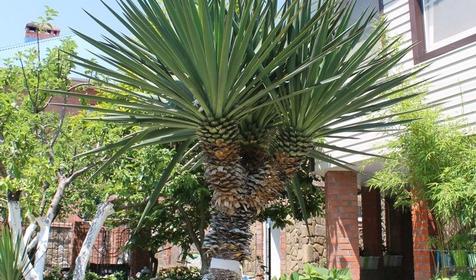 Гостевой дом Дав-руд, Туапсиский район, Ольгинка