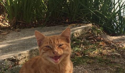 Рыболовно-охотничья база Азовские плавни, Славянский район, х. Ставки