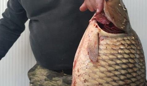 Рыболовно-охотничья база Азовские плавни, Славянский район, х. Ставки