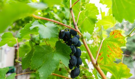 Гостевой дом Садовая 33, Геленджик