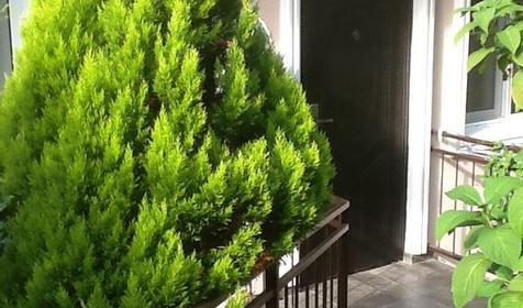 Люкс трехместный с отдельным входом