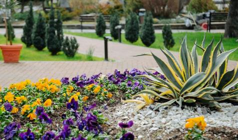 Санаторий Бирюза. Сочи, Лазаревское