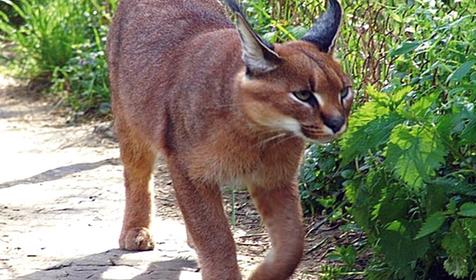 Обитатели Сафари-парка. Краснодар