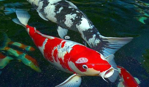 Обитатели Сафари-парка. Краснодар