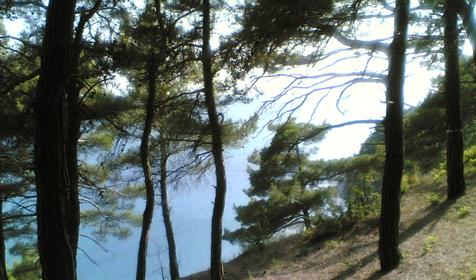 Природа Бетты