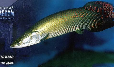 Арапаима, Сочинский Аквариум, г. Сочи