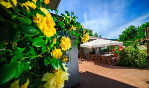 Морской конек