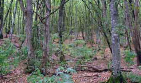 Абинский район