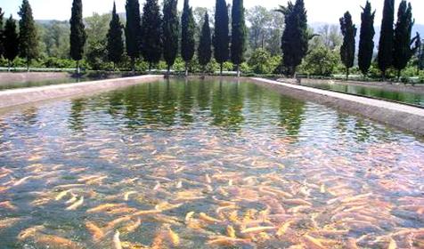 Поселок Казачий брод, Адлерский р-н