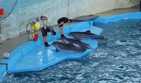 Дельфинарий развлекательного центра Морская звезда, г. Сочи, п. Лазаревское