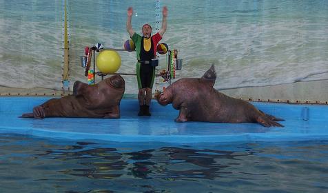 Дельфинарий развлекательного центра Морская звезда, г. Сочи, п. Лазаревское