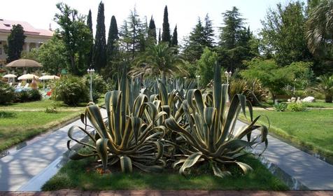 Санаторий Черноморье, Сочи