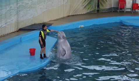 Дельфинарий развлекательного центра Морская звезда, г. Сочи, п. Лазаревское