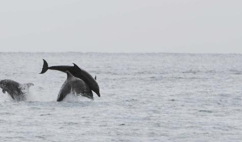 Танец дельфинов у пляжа Бетты