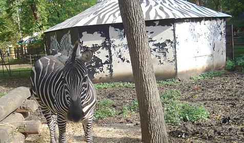 Обитатели Сафари-парка. Краснодар