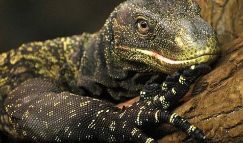 Обитатели Сафари-парка. Краснодар