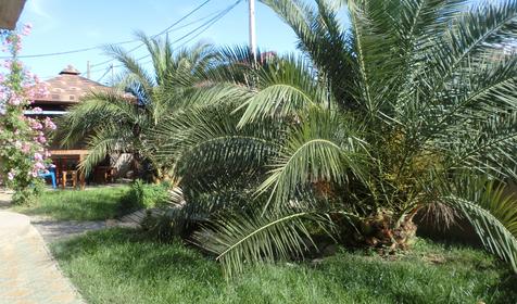 Гостевой дом "Мелисса", г. Сочи, Адлерский р-н, с. Веселое