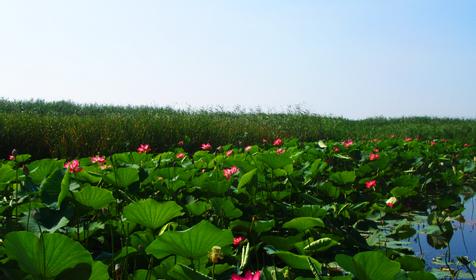 Лотосы. Приморско-Ахтарский район