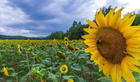 Станица Крепостная, Северский район
