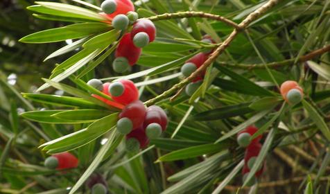 Парк "Южные культуры"