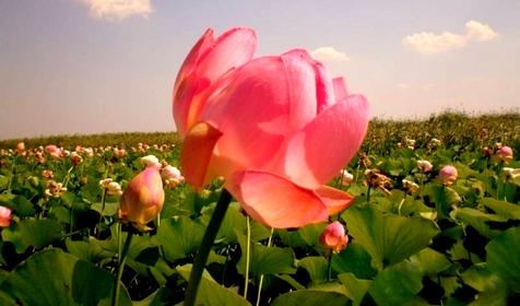 Долина лотосов. Благовещенская. Анапа