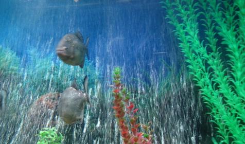 Океанариум "Подводный мир", те самы пираньи