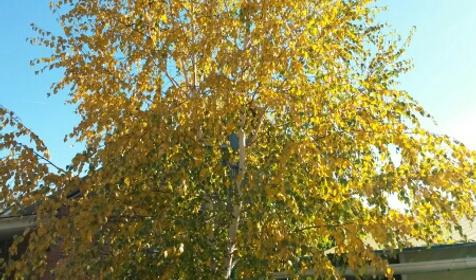 На Калинина