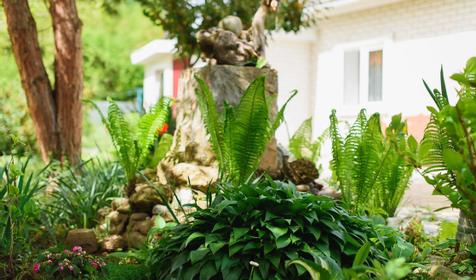 Горная лаванда