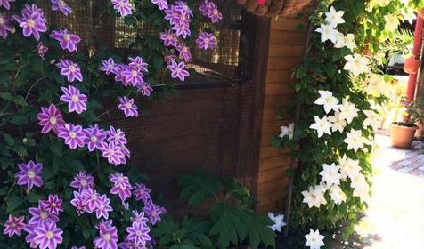 Гостевой дом Валентина. Сочи, Адлер